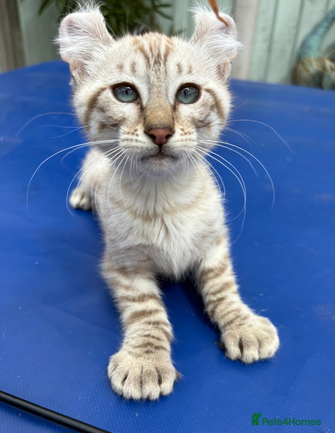 Keetso cats for sale: Super snow leopard girl  - Image 21