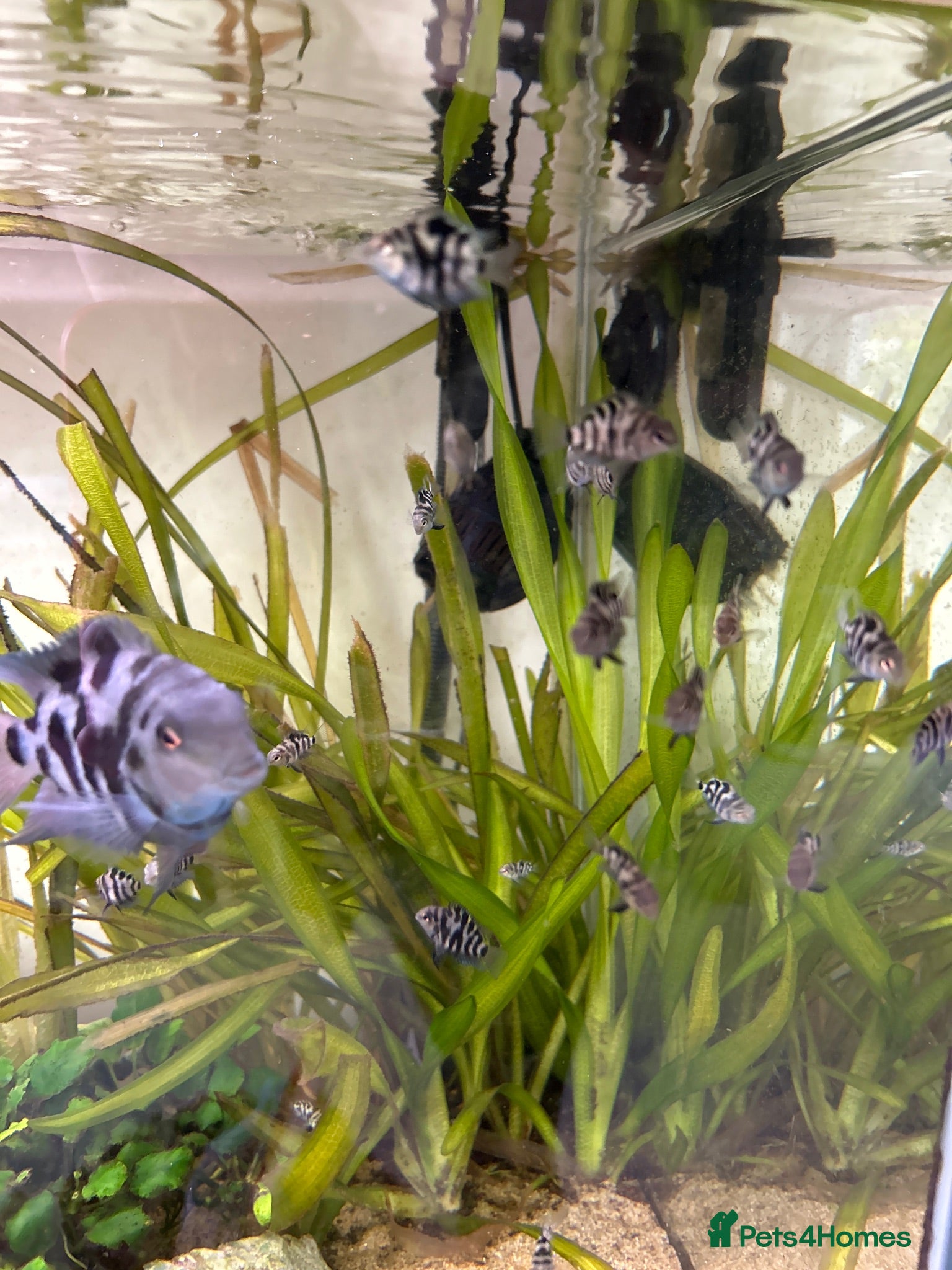 Cichlids fish Polar blue dwarf parrot cichlids  - Advert 1