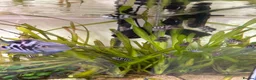 Cichlids fish for sale: Polar blue dwarf parrot cichlids  in Bishop Auckland - Advert 1