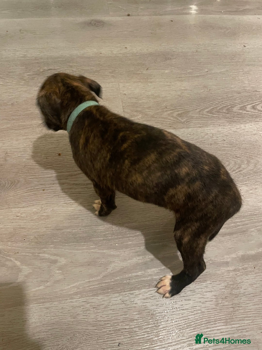 Lurcher dogs for sale: Greyhound/deerhound brindle lurchers - Advert 17