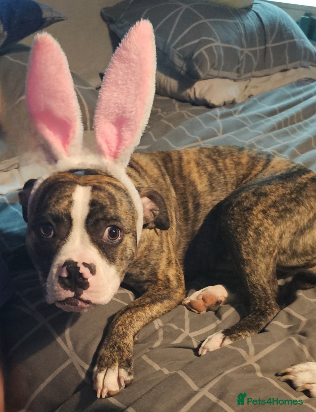 Mixed Breed dogs for sale: Female American bully cross pocket - Advert 4