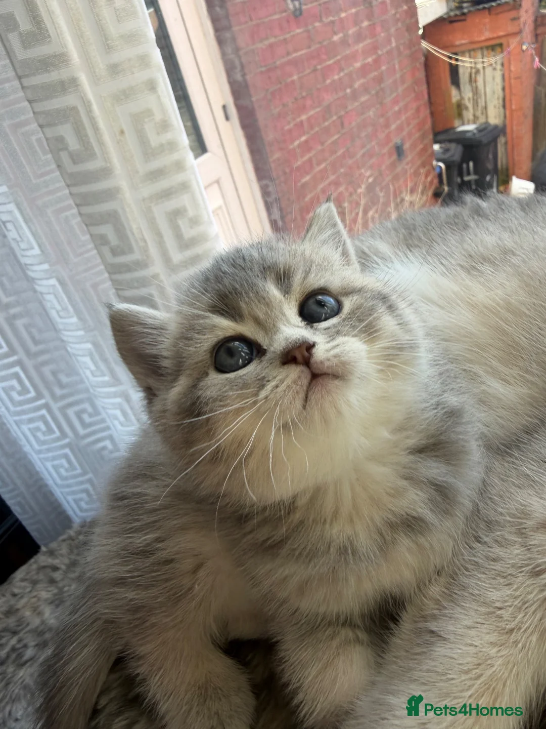 British Shorthair cats for sale: Gorgeous Blue Golden BSH /Green eyes 💚 - Advert 2