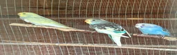 Budgerigars birds for sale: Baby Budgies for sale - Advert 9