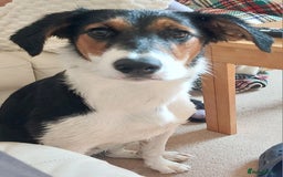 Border Collie dogs for sale: Beautiful female Border Collie puppy  - Image 3