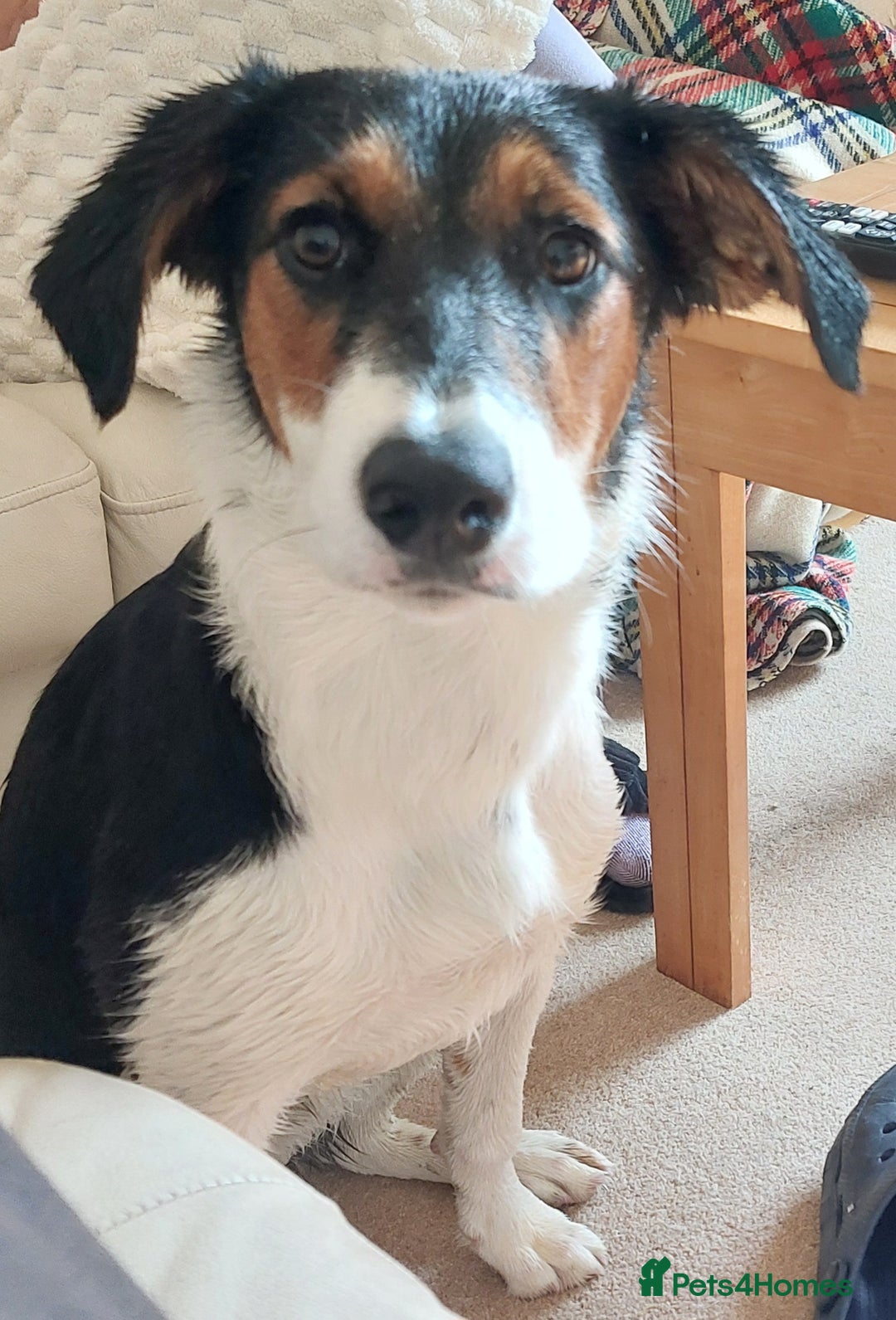 Border Collie dogs for sale: Beautiful female Border Collie puppy  - Image 3