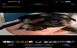 Goldador dogs for sale: Stunning Black Lab/Golden Retriever Puppies - Advert 11