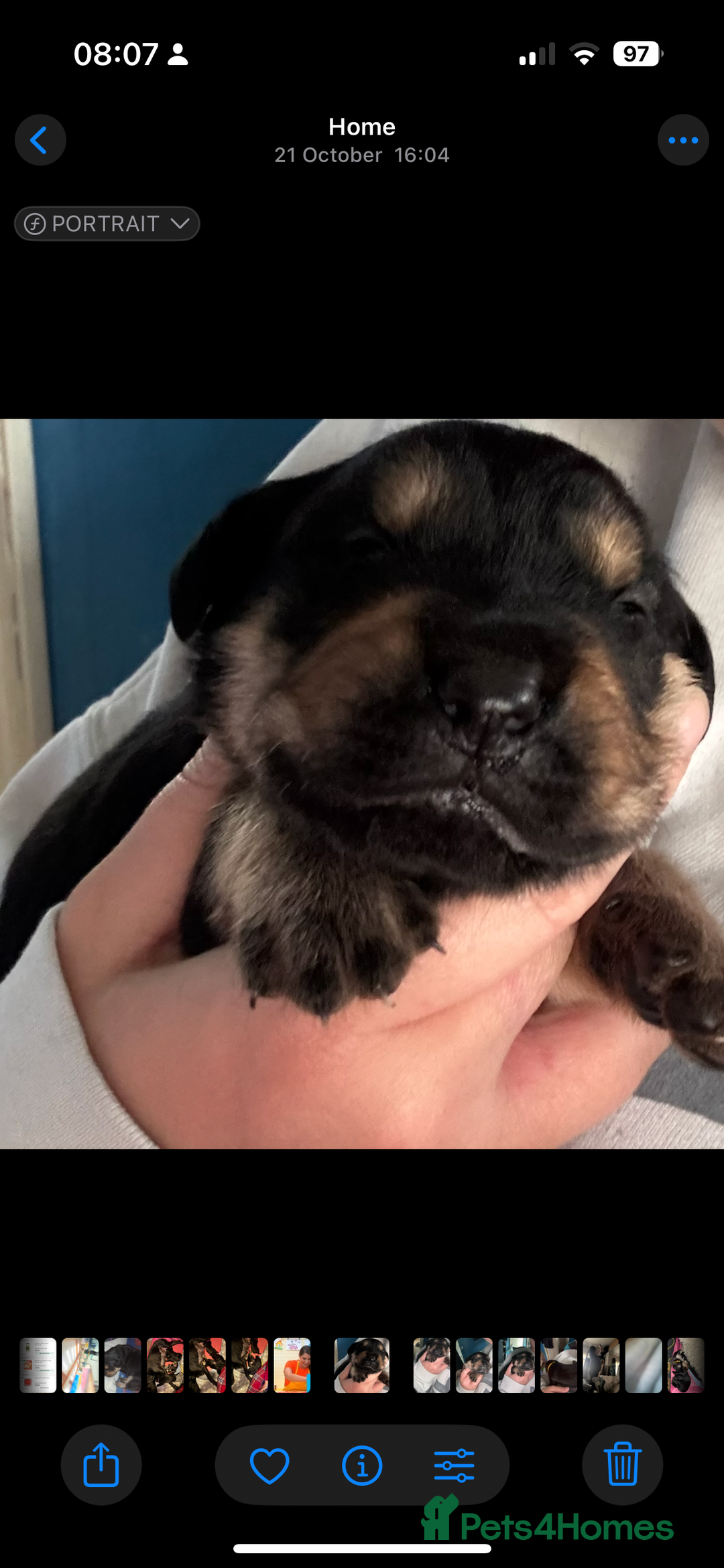 Goldador dogs for sale: Stunning Black Lab/Golden Retriever Puppies - Advert 11