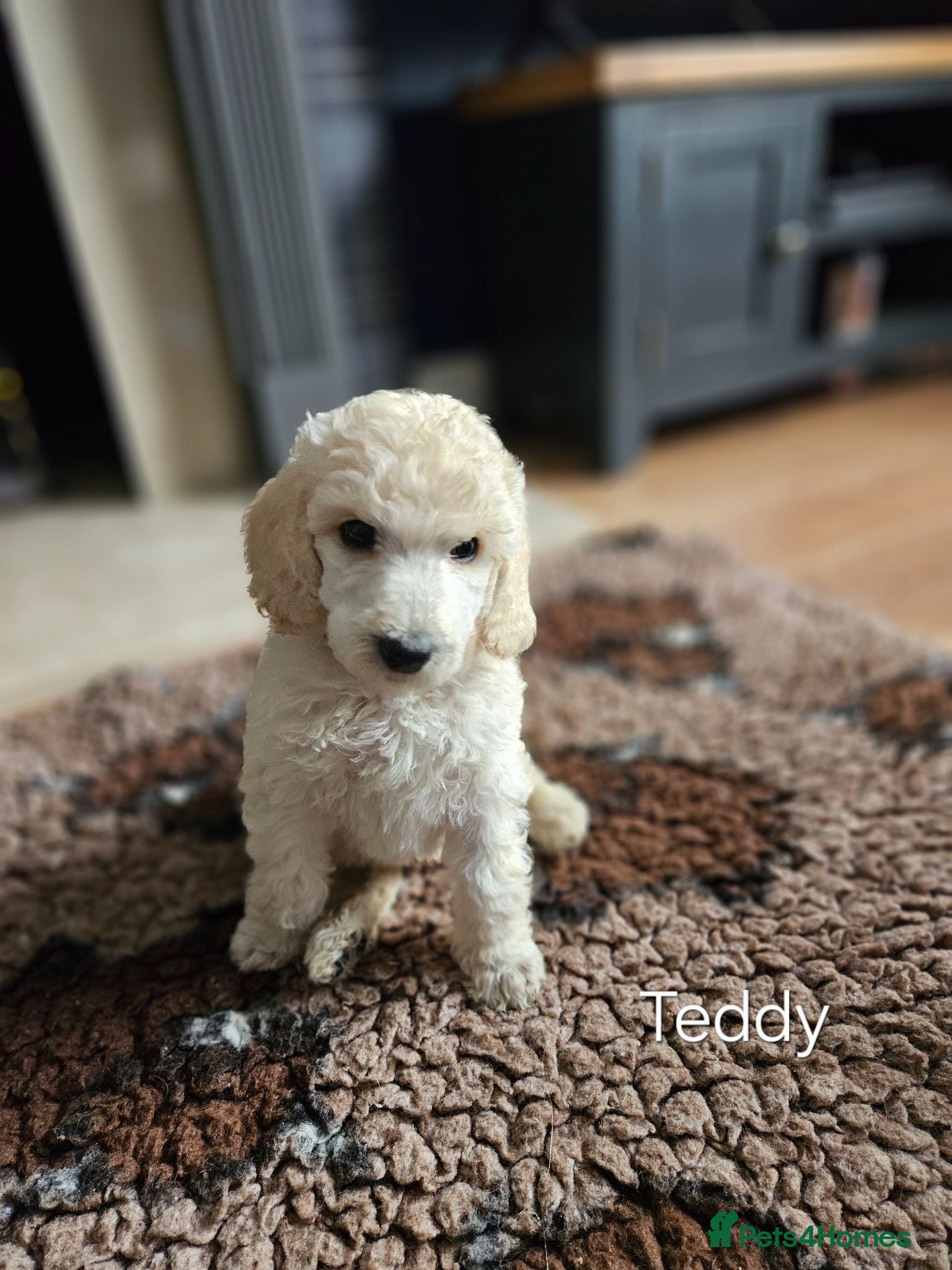 Standard Poodle dogs ⭐️Standard poodle boys  - Advert 2