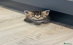 British Shorthair cats for sale: Beautiful British short hair kittens  - Image 8