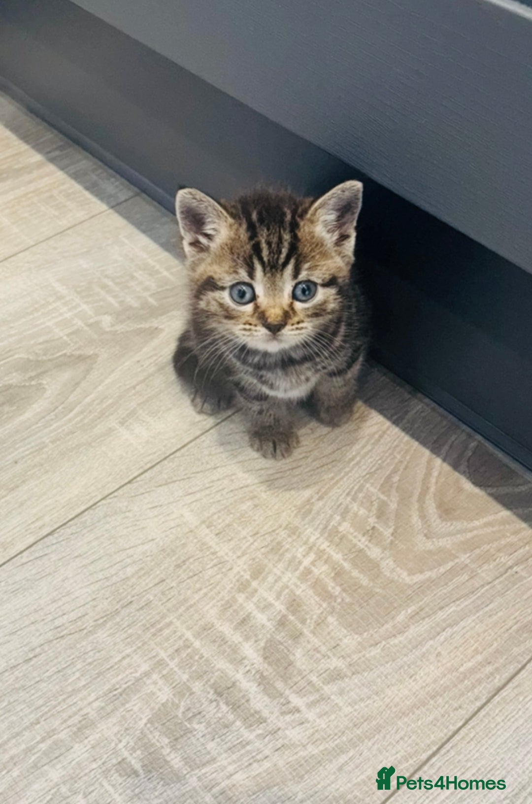 British Shorthair cats for sale: Beautiful British short hair kittens  - Image 8
