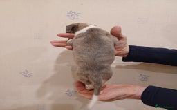 Whippet dogs for sale: Beautiful KC Reg Whippet Puppies - Advert 9