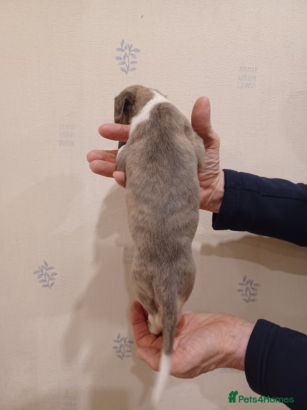 Whippet dogs for sale: Beautiful KC Reg Whippet Puppies - Advert 9