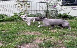 Whippet dogs for sale: Male whippet pups available  - Image 4