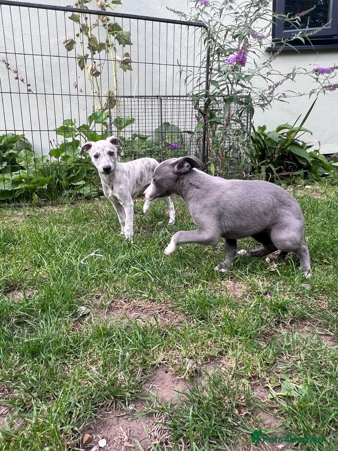 Whippet dogs for sale: Male whippet pups available  - Image 4