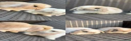 Mini Lop rabbits for sale: Pure bred mini lop bunnies  in Berkhamsted - Advert 12