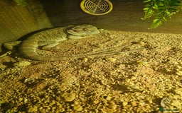 Bearded Dragon reptiles for sale: Bearded dragon for sale - Image 5