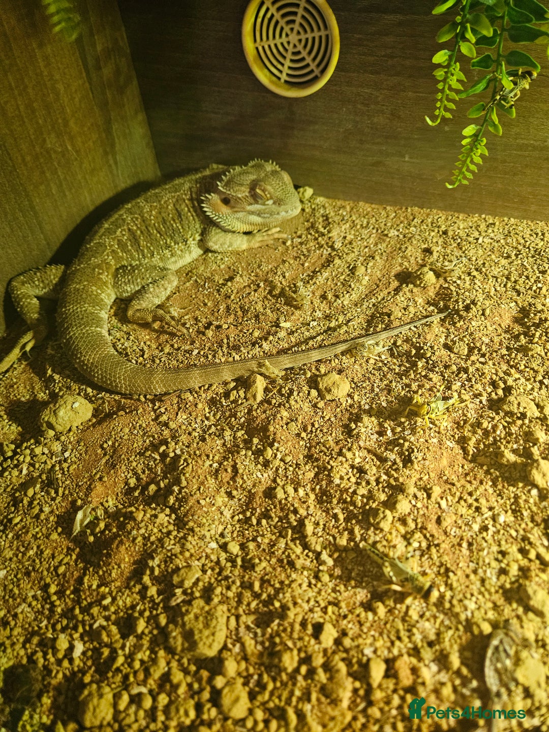 Bearded Dragon reptiles for sale: Bearded dragon for sale - Image 5