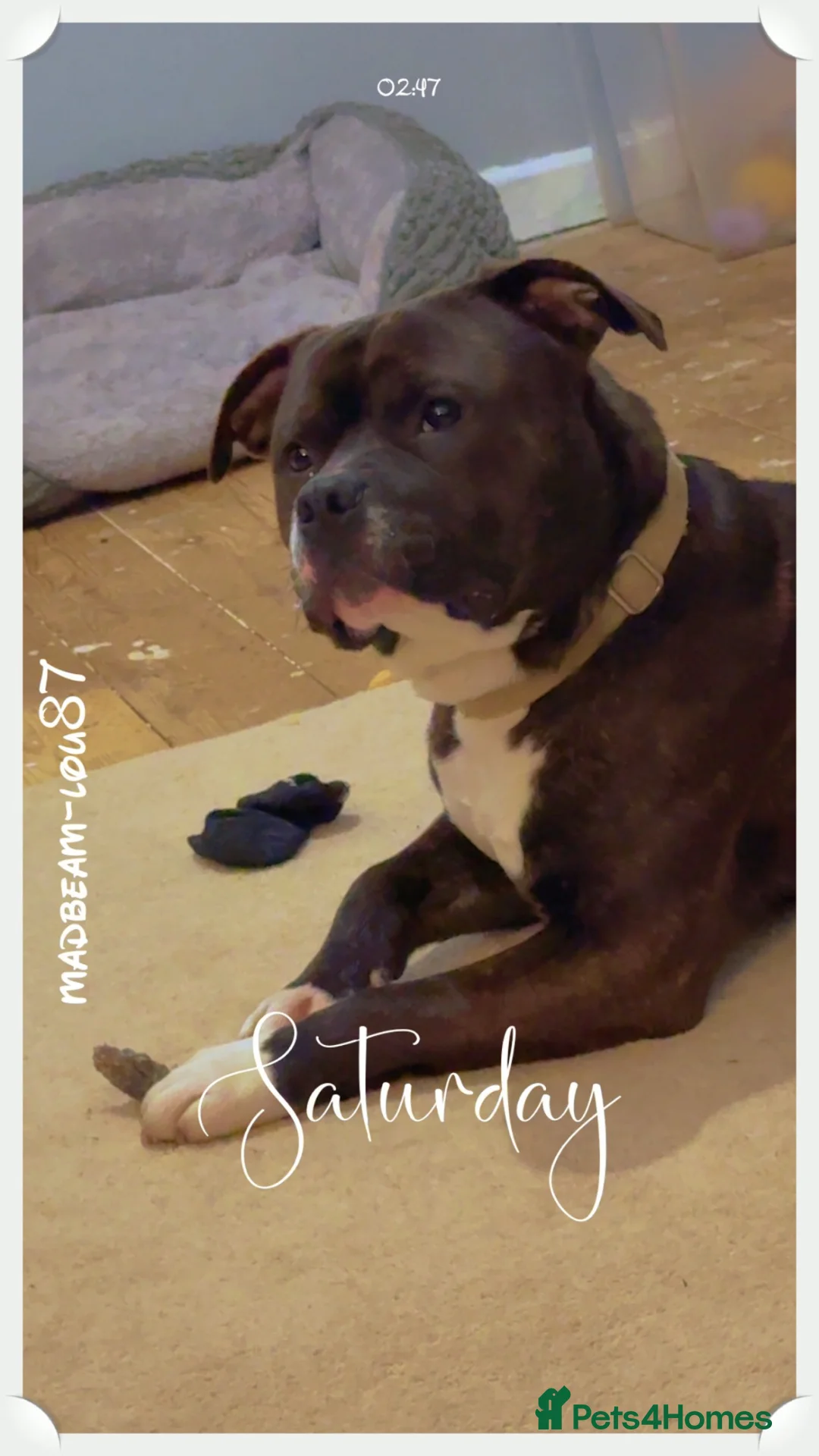 Staffordshire Bull Terrier dogs for sale: Simba - Advert 2