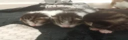 Mixed Breed cats for sale: Kittens for sale  - Advert 10