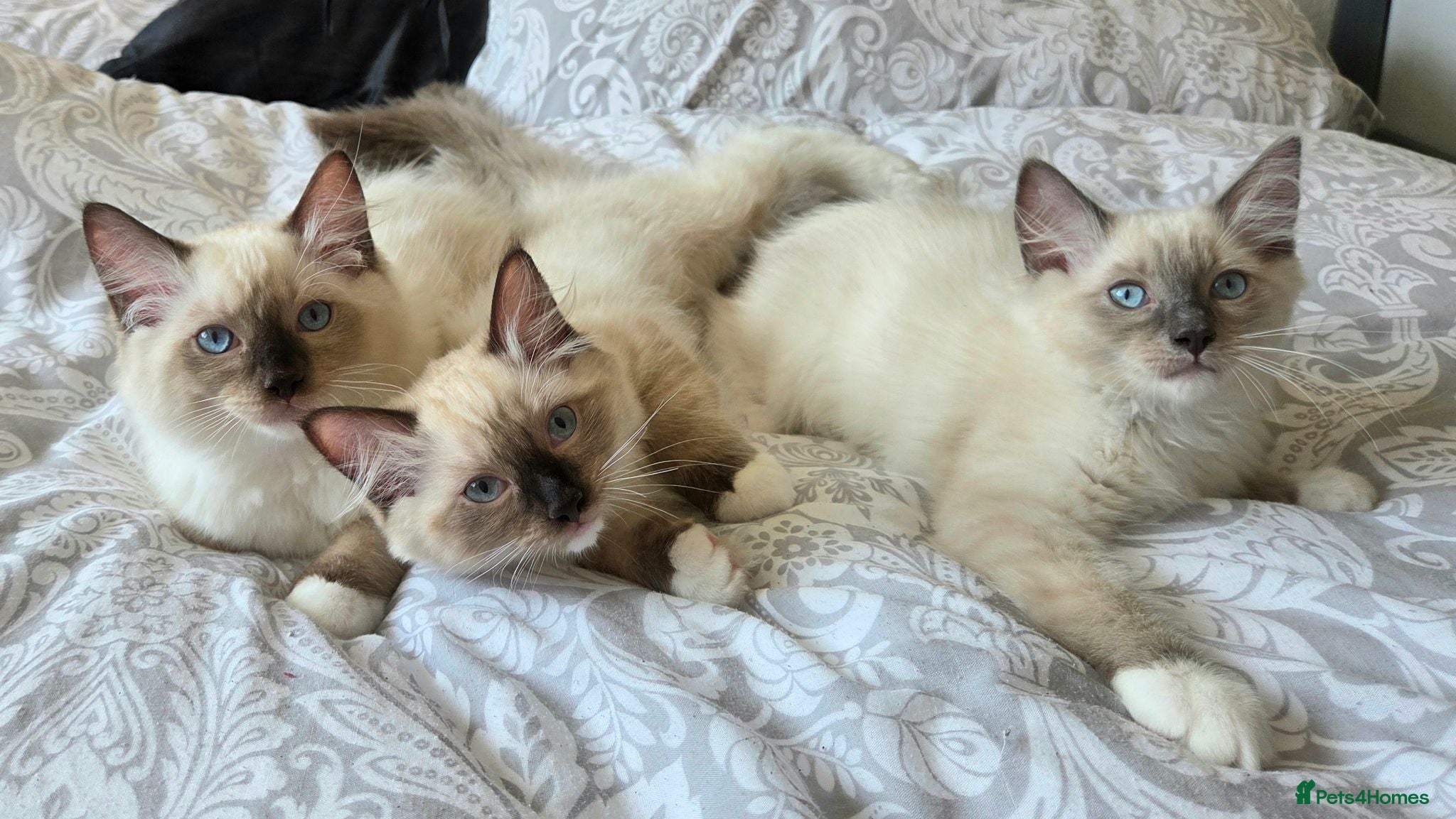 Ragdoll cats 3 Fluffy boys left  - Advert 6