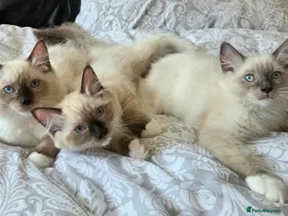 Ragdoll cats 3 Fluffy boys left - Advert 6