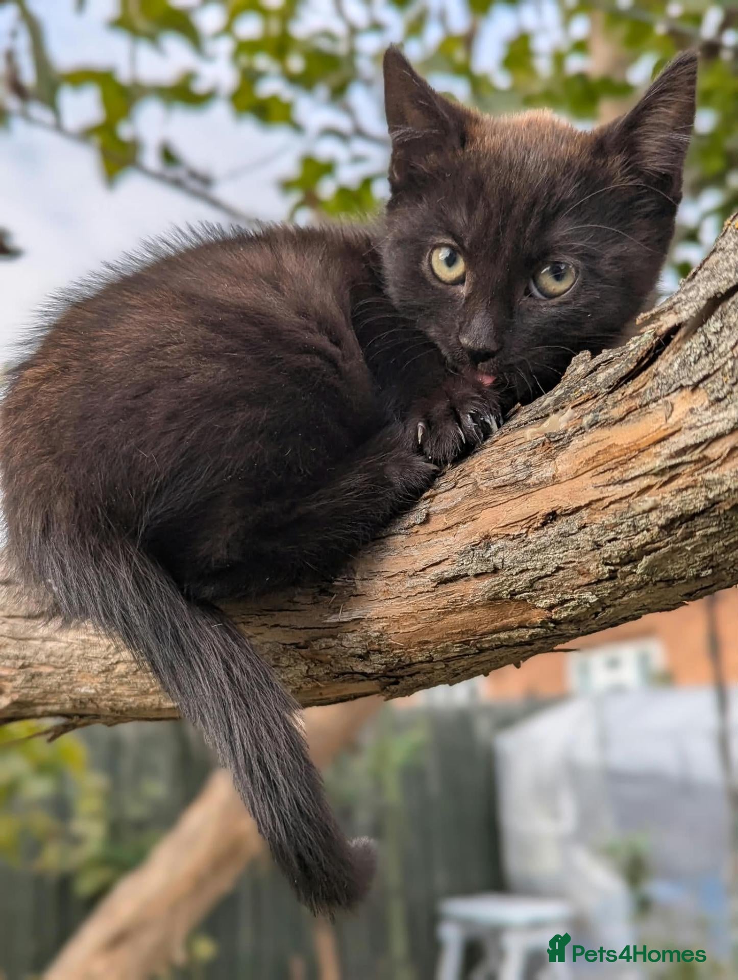 European cats Playful kittens  - Advert 2