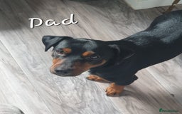 Jack Russell dogs for sale: Jack russell male puppy - Image 6