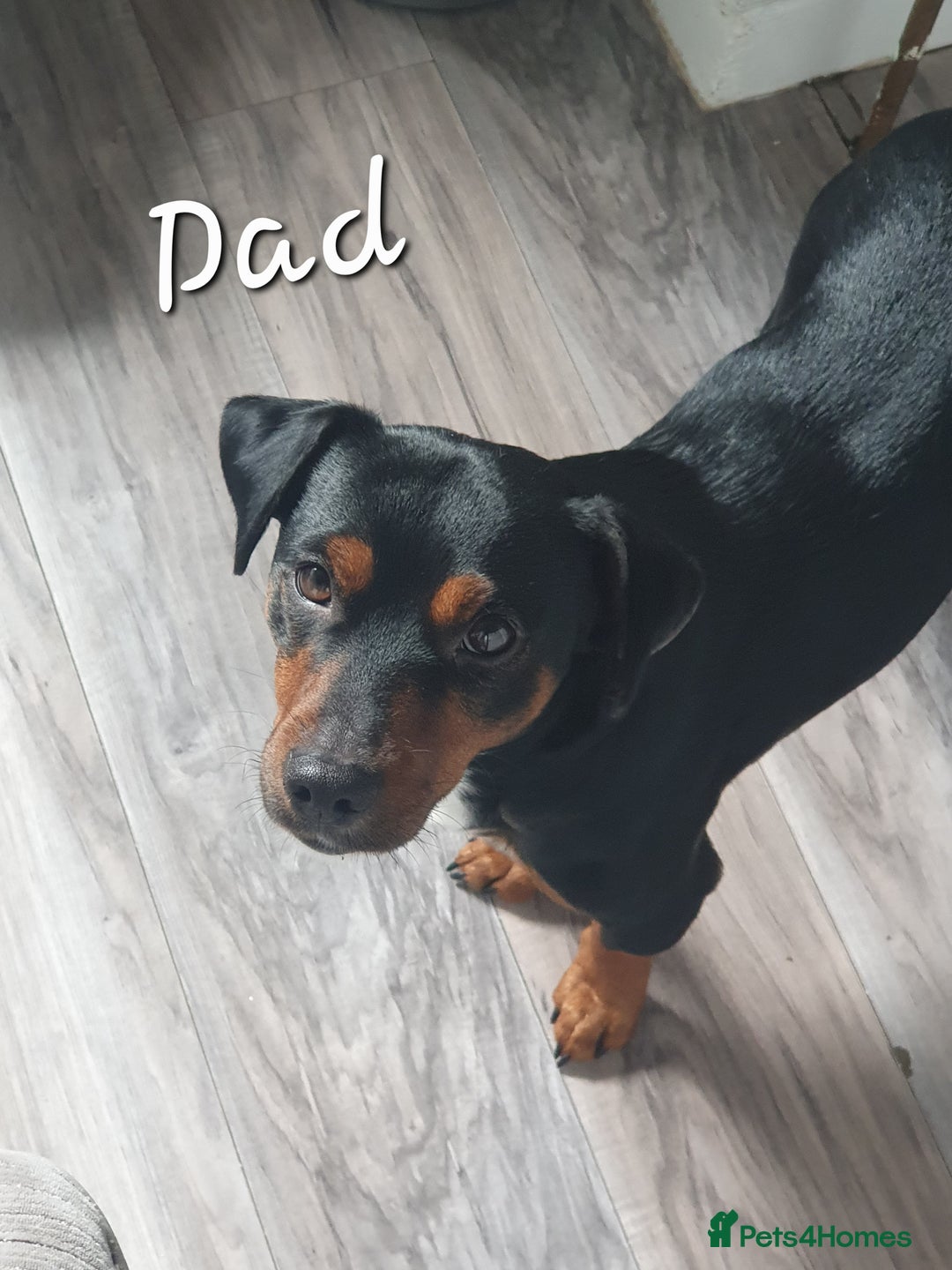 Jack Russell dogs for sale: Jack russell male puppy - Image 6