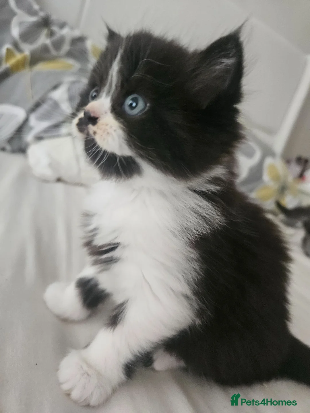Mixed Breed cats for sale: Male Tuxedo Female Grey Tabby Persian X - Advert 15