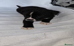 Mixed Breed dogs for sale: Huge American akita x cane corso pups - Advert 4