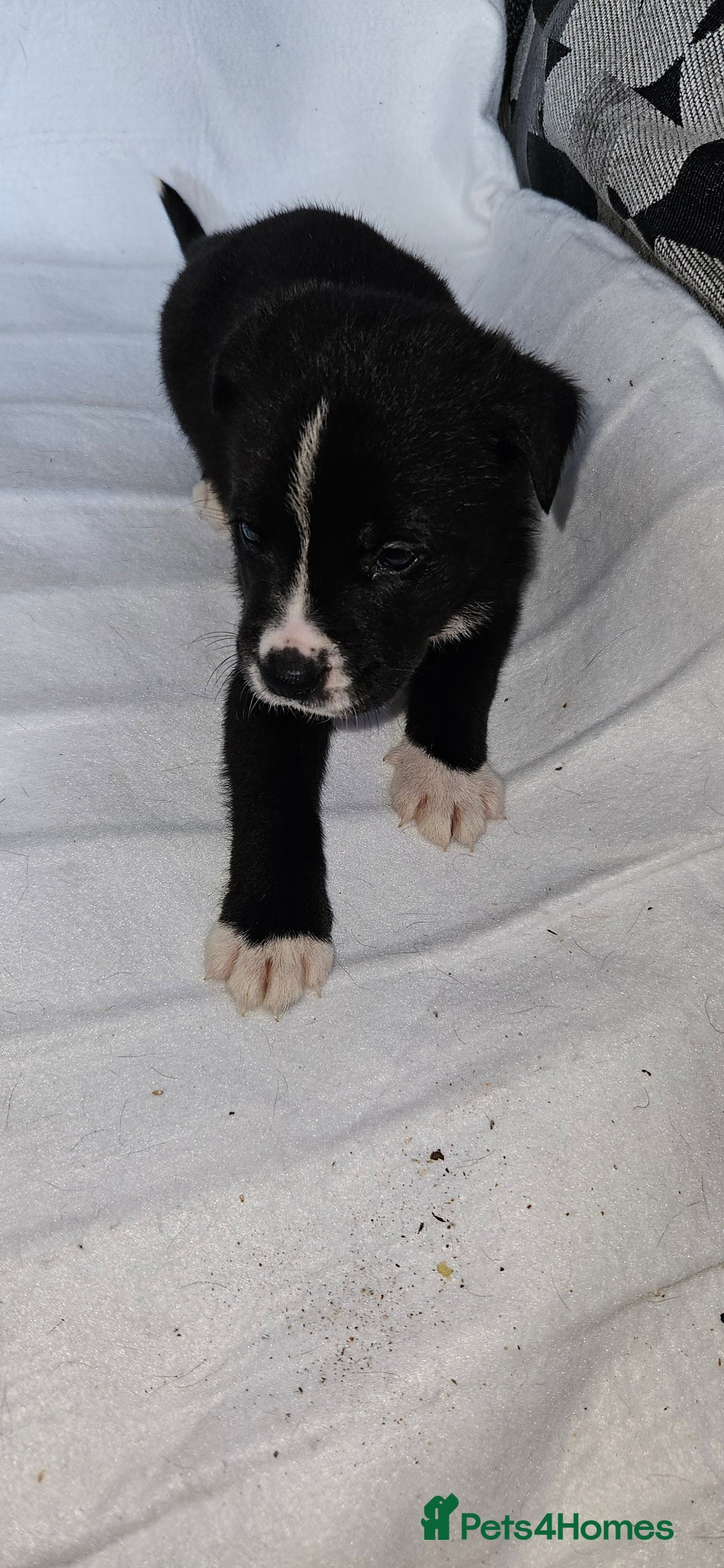 Mixed Breed dogs for sale: Huge American akita x cane corso pups - Advert 4