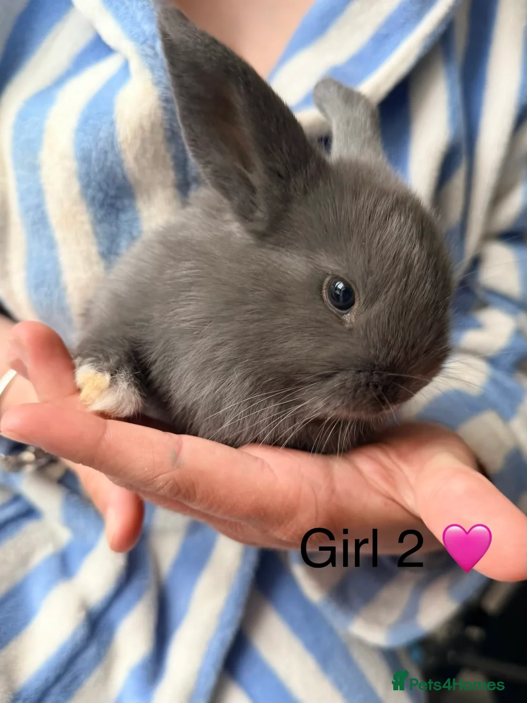Mixed Breed rabbits for sale: Beautiful mixed mini lop bunnies - Advert 1
