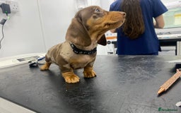 Miniature Dachshund dogs for sale: READY NOW PRA CLEAR DACHSHUND PUPPIES - Image 27
