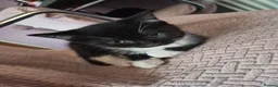 Mixed Breed cats for sale: 3 kittens for sale  - Advert 4