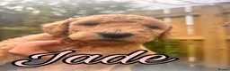 Australian Labradoodle dogs for sale: Super Top Quality Medium Australian Labradoodles - Advert 11