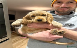 Cocker Spaniel dogs for sale: GOLDEN SHOW COCKER PUPPIES  - Image 8
