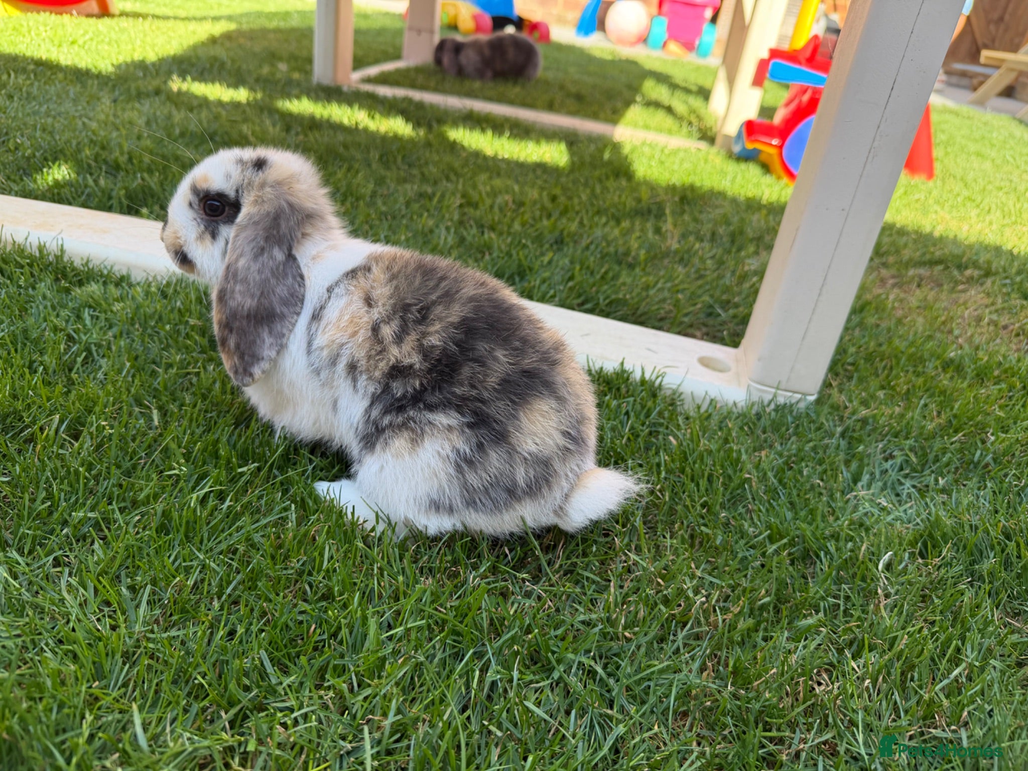 Mini Lop rabbits Mixed Mini Lop baby rabbits  - Advert 5