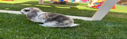 Mini Lop rabbits for sale: Mixed Mini Lop baby rabbits  in Maidstone - Advert 1
