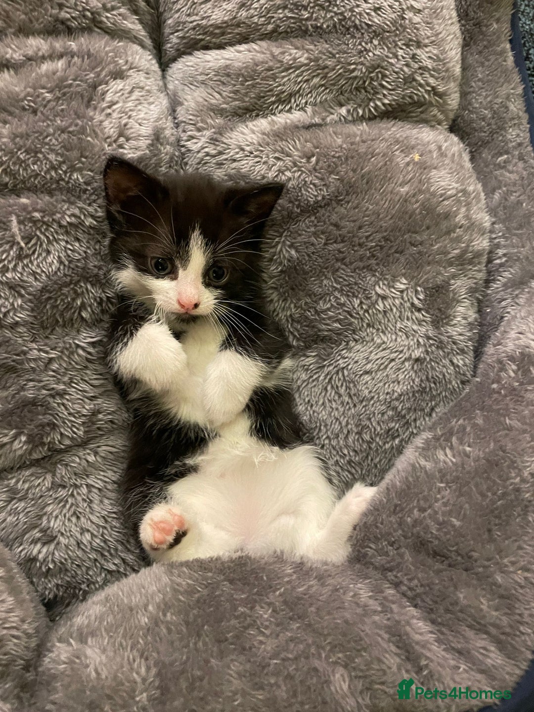 Mixed Breed cats for sale: Super friendly kitten - Advert 2