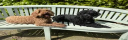 Cockapoo dogs for sale: F3b cockapoo puppy - last one in Belper - Advert 6