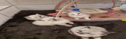 Ragdoll cats for sale: 🐾 Beautiful Ragdoll Kittens looking for homes 🐾 - Advert 8