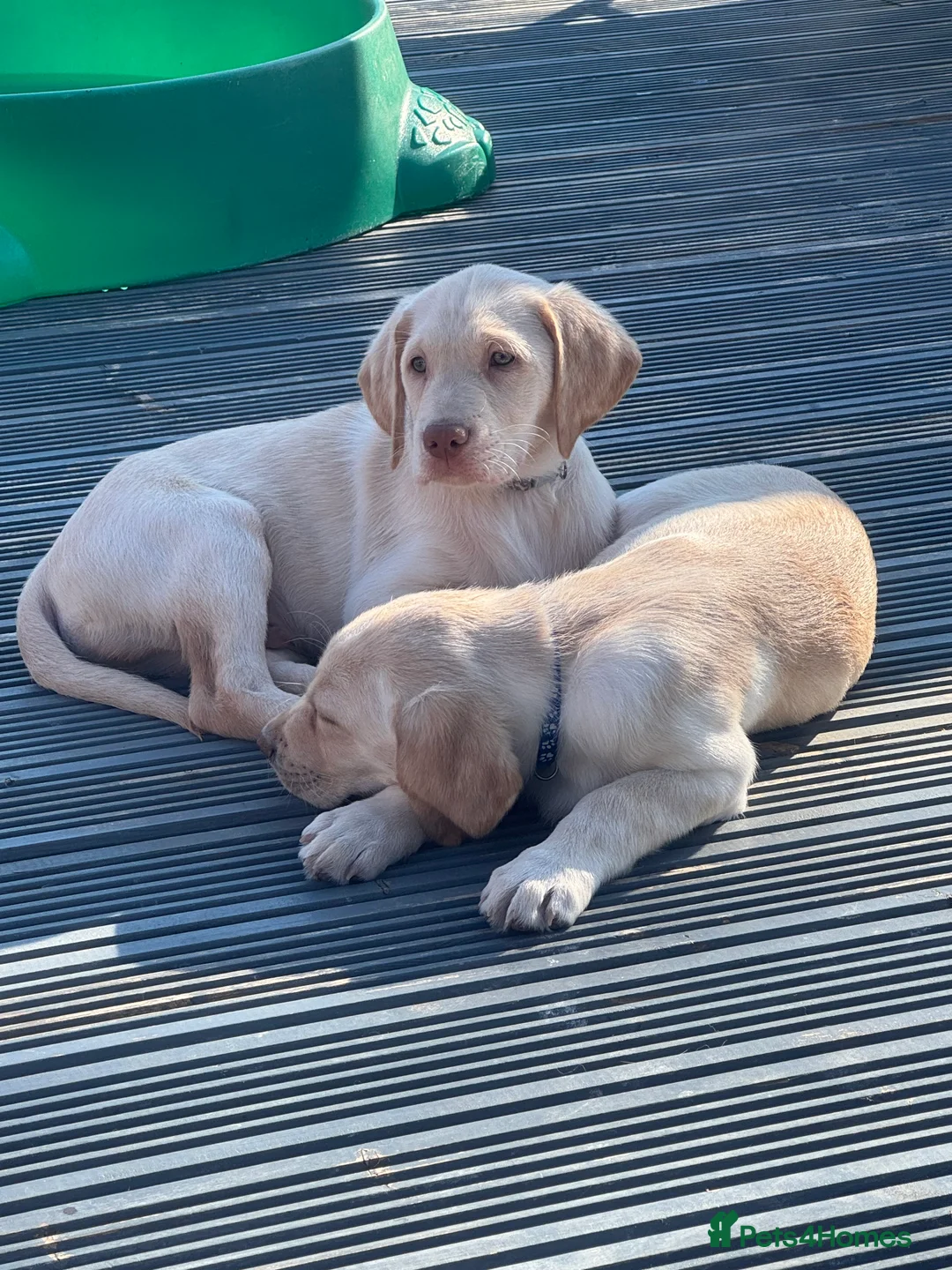 Labrador Retriever dogs for stud: KC REGISTERED LABRADOR FOR STUD ONLY  - Advert 5