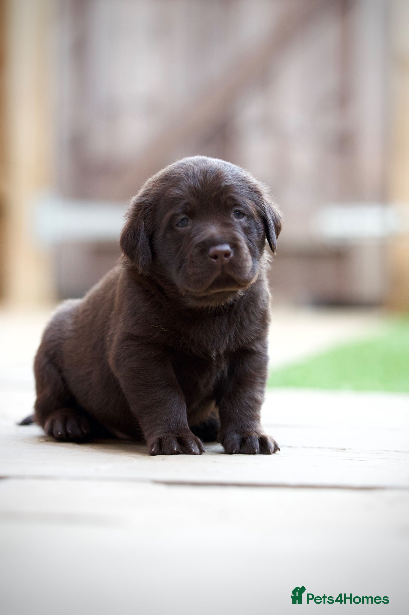 Labrador Retriever dogs PREMIUM SHOW LINES ENGLISH LABRADOR PUPPIES  - Advert 1