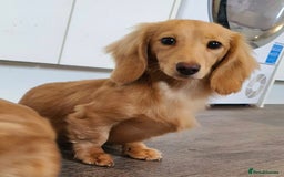 Miniature Dachshund dogs for stud: Beautiful KC Mini Long.H Full Eng. Cream Stud 🤍🐾 - Image 3