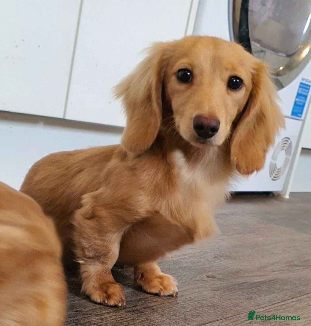 Miniature Dachshund dogs for stud: Beautiful KC Mini Long.H Full Eng. Cream Stud 🤍🐾 - Image 3