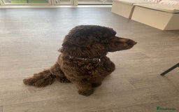 Cavapoo dogs for sale: The sweetest friendliest Cavapoo  - Image 5