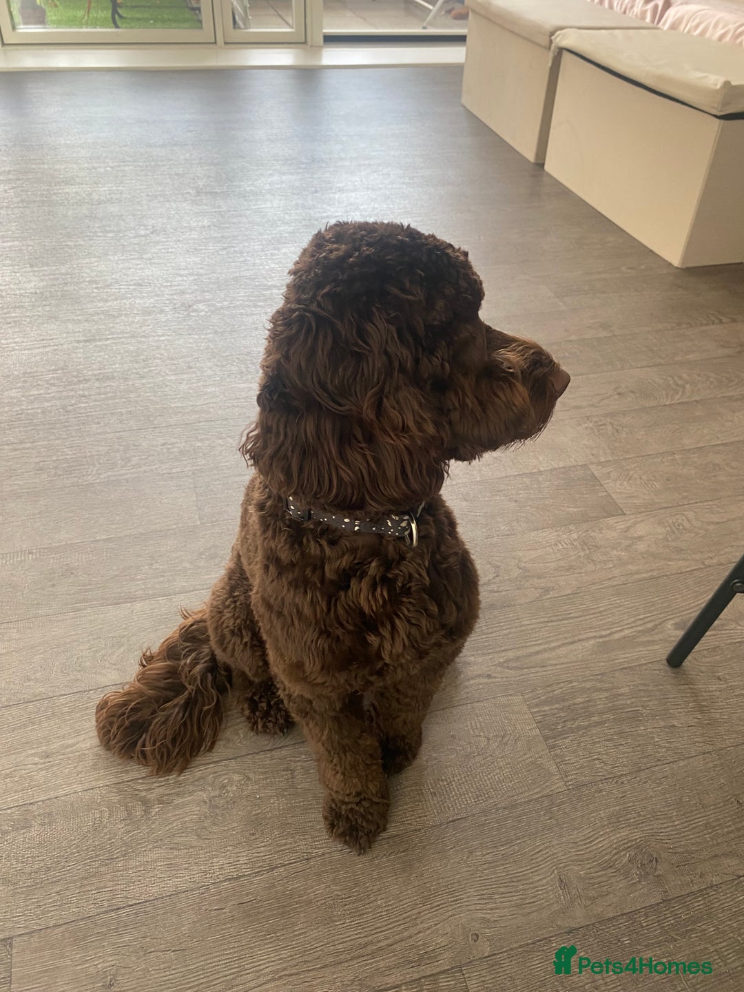 Cavapoo dogs for sale: The sweetest friendliest Cavapoo  - Image 5