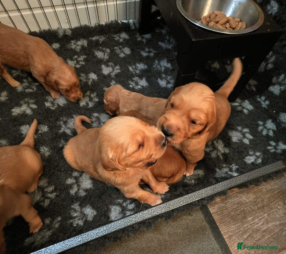 Golden Retriever dogs 🌟 Beautiful Dark Golden Retriever Puppies 🌟 - Advert 1