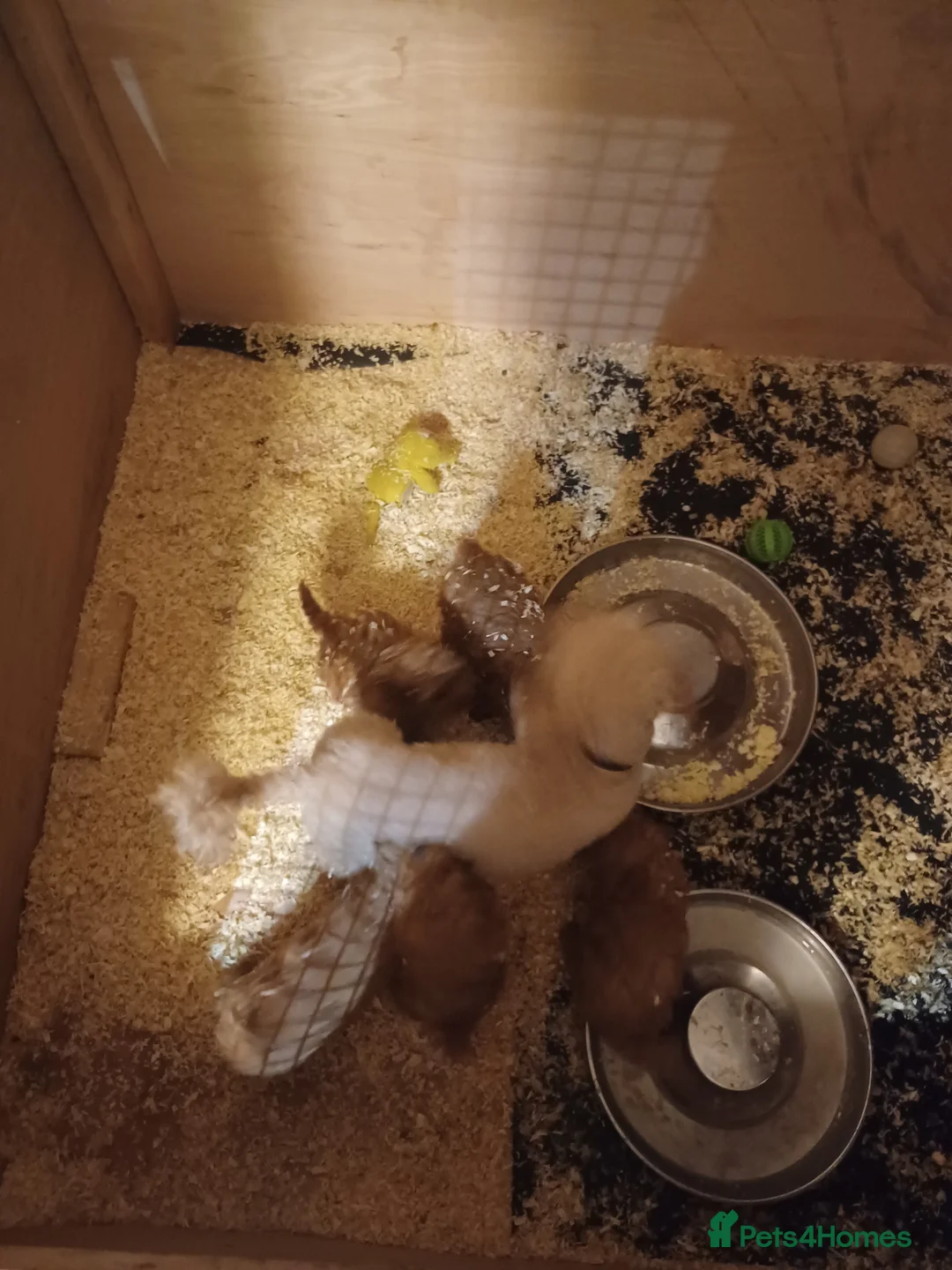 Toy Poodle dogs for sale: Toy poodle - Advert 2