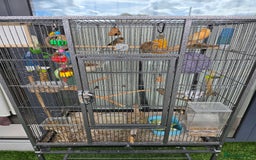 Canaries birds for sale: Canaries for sale - Image 5